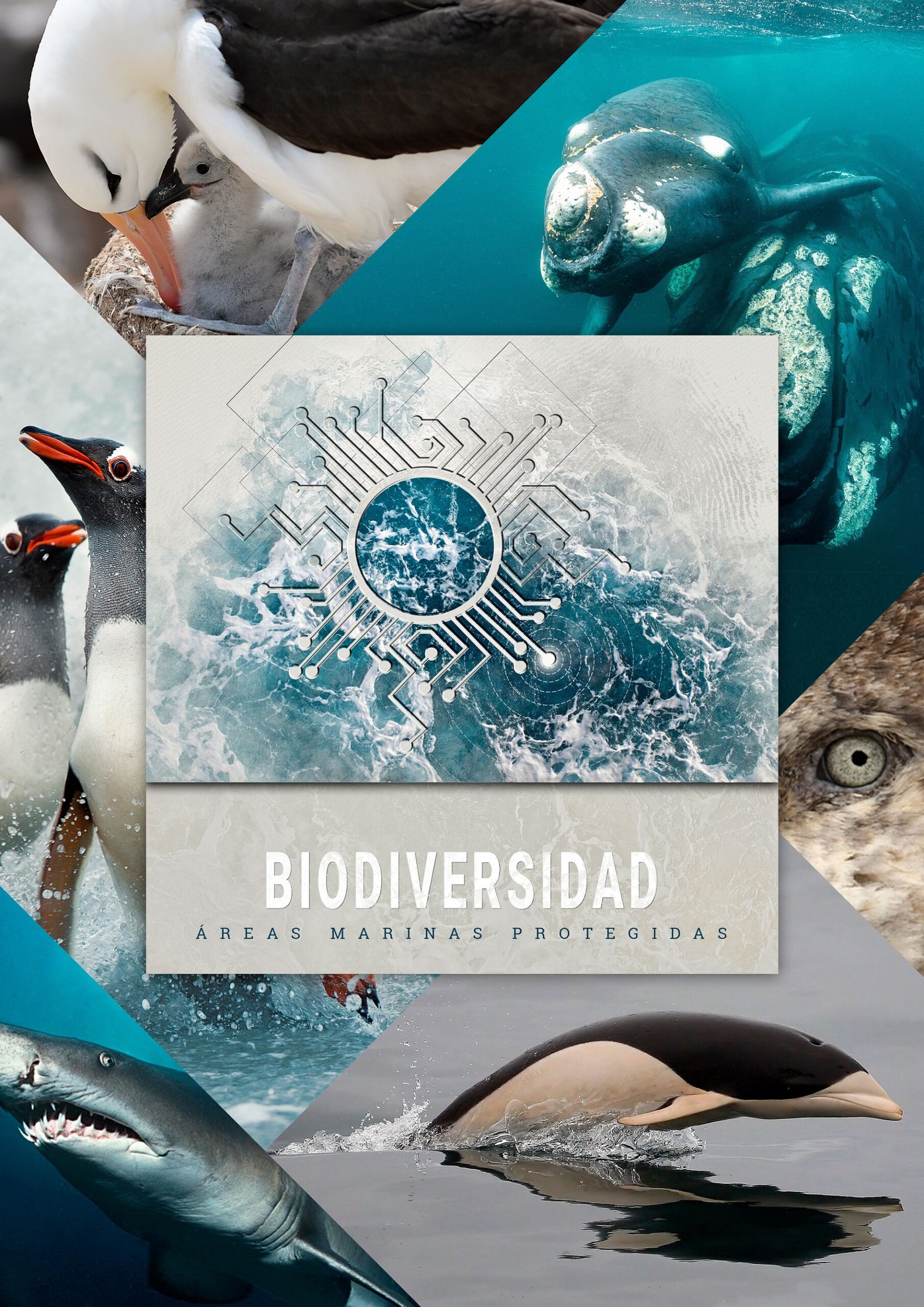 Reas Marinas Protegidas Visi N Para El Futuro De La Biodiversidad Del