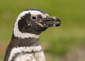 Pingüino Magallanes (Spheniscus magellanicus), Foto: J. Deely